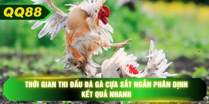 Thời gian thi đấu đá gà cựa sắt ngắn phân định kết quả nhanh